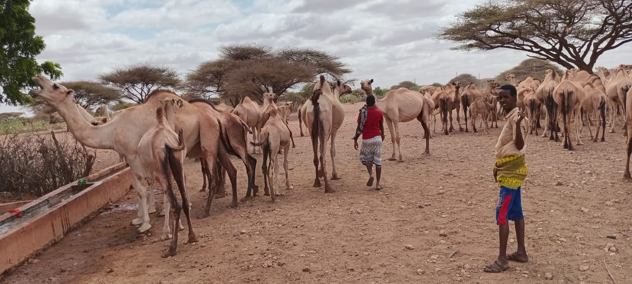 wajir county